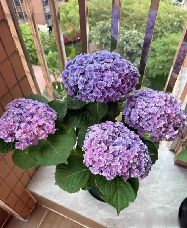 AA, 花的作用的, 加开花的数 AA, 花的作用的, 加开花的数