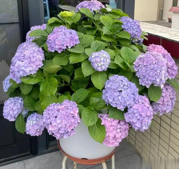 绣球的生长, 绣球花从六 绣球的生长, 绣球花从六