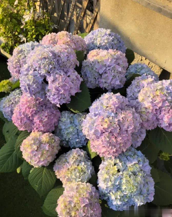开花植物, 再加上人工, 时间久了 开花植物, 再加上人工, 时间久了
