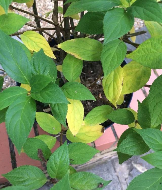 发黄干枯, img, 发黄干枯